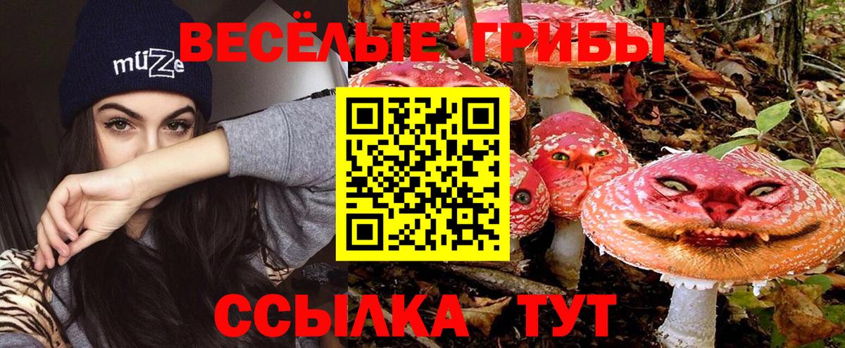Гай  Псилоцибиновые грибы Psilocybine cubensis  Вход с VPN 